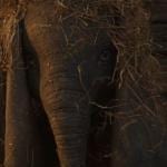 Imagem do filme Dumbo